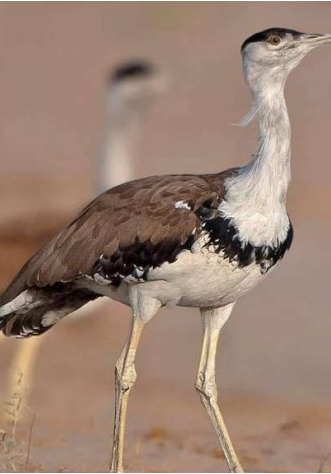 Project Great Indian Bustard (GIB)