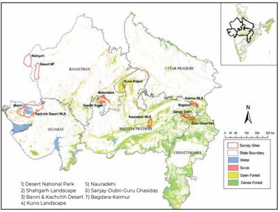 India Gets New Batch of Cheetahs From Botswana