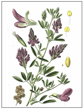 Genetically Modified (GM) Alfalfa