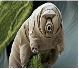 Tardigrades in Space