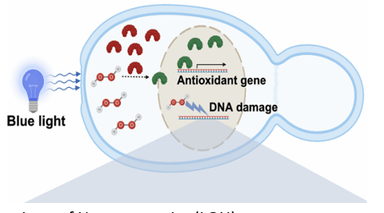DNA Mutation