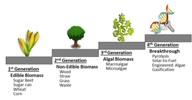 Biofuel Production