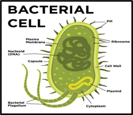 Bacterial cell walls could hold clues to better human health