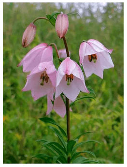 Shirui Lily Festival 2025