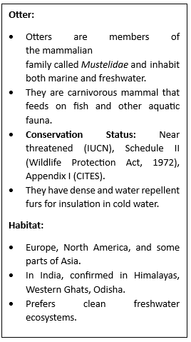 Eurasian Otter sightings in Kashmir