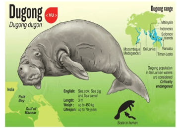 World Dugong Day 2025