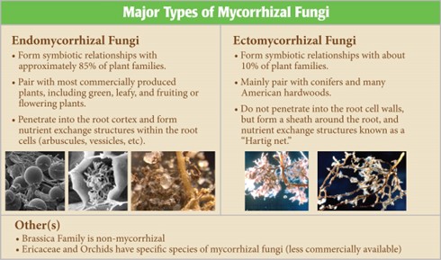 Mycorrhizal Fungi