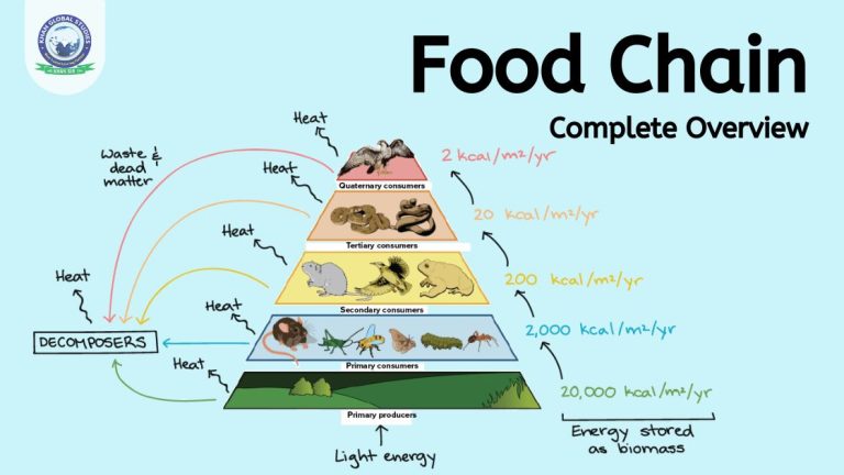 What is the Food Chain?: Definition, Types and Examples Biology Diagrams