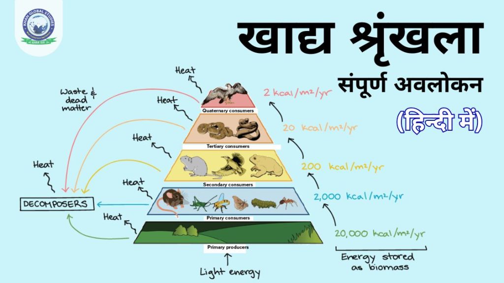 खाद्य श्रृंखला क्या है?: परिभाषा, प्रकार और उदाहरण