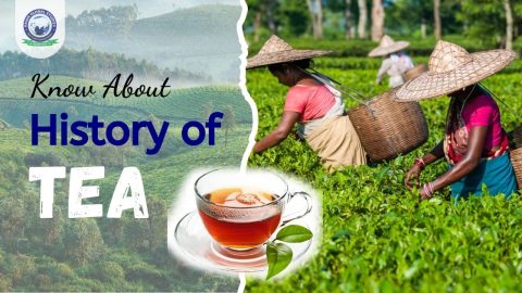 What is the History of Tea in India and how did it Start?