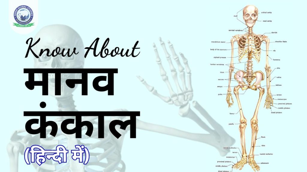 मानव कंकाल प्रणाली: इसके बारे में, कार्य और संरचना