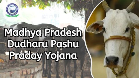 Madhya Pradesh Dudharu Pashu Praday Yojana: Complete Info