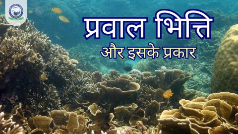 प्रवाल भित्ति क्या है?: प्रकार, महत्व, खतरा और इनका संरक्षण