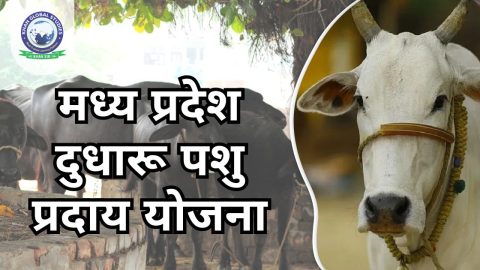 मध्य प्रदेश दुधारू पशु प्रदाय योजना 2024: सम्पूर्ण जानकारी