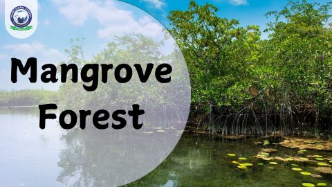 Mangrove Forest: About, History, Root Systems & Reproduction