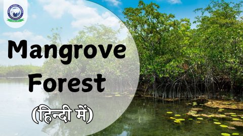 मैंग्रोव वन: परिचय, इतिहास, जड़ प्रणाली और प्रजनन