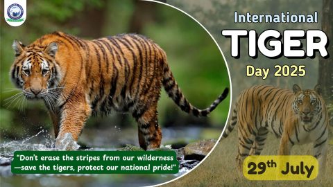International Tiger Day 2025 – A Call to Save the Stripes